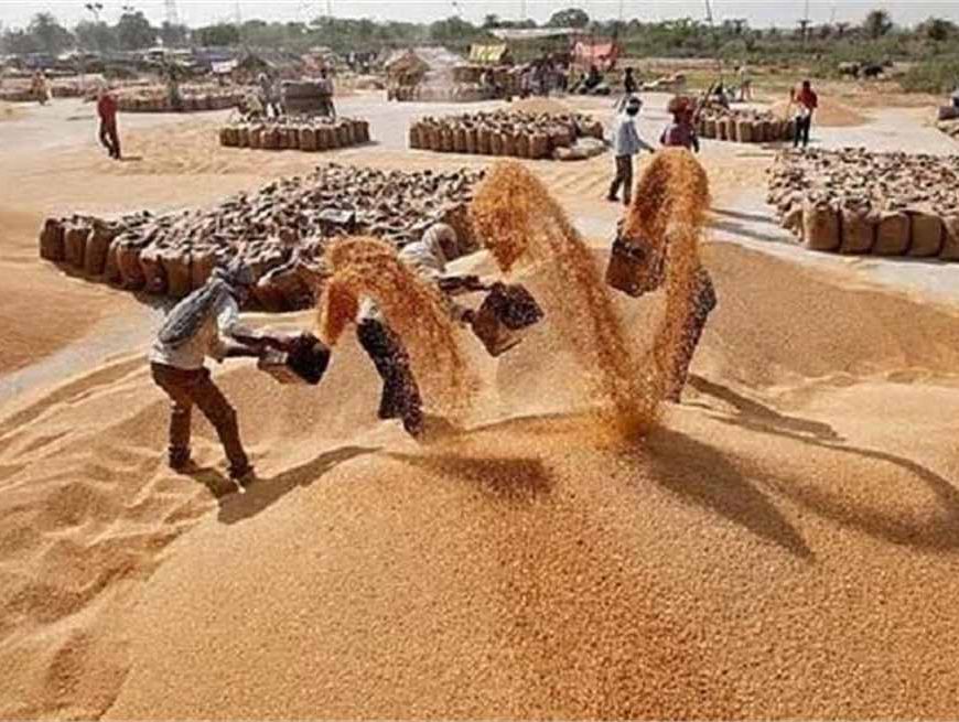 हरियाणा के किसानों के खाते में सीधे पहुंचे 4214.85 करोड़, खरीफ सीजन में रिकार्ड भुगतान