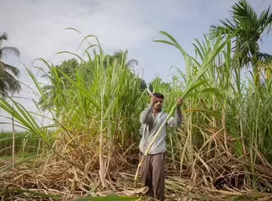 दीपावली से पहले किसानों के चेहरे खिले, गन्ना उत्पादकों को 5.98 करोड़ का तोहफा