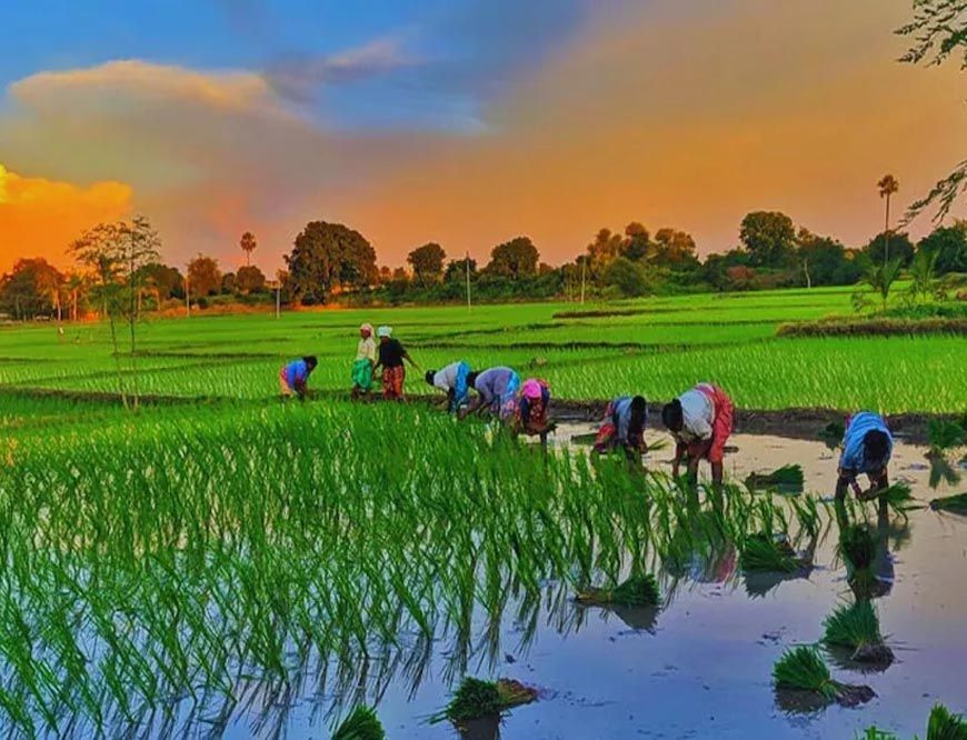 कृषि के क्षेत्र में मध्यप्रदेश स्थापित कर रहा है नये कीर्तिमान