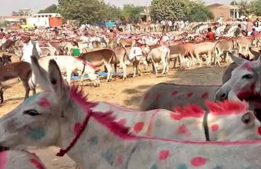 चित्रकूट के ऐतिहासिक गधा मेले में शाहरुख बना स्टार, 1 लाख 5 हजार में बिका!