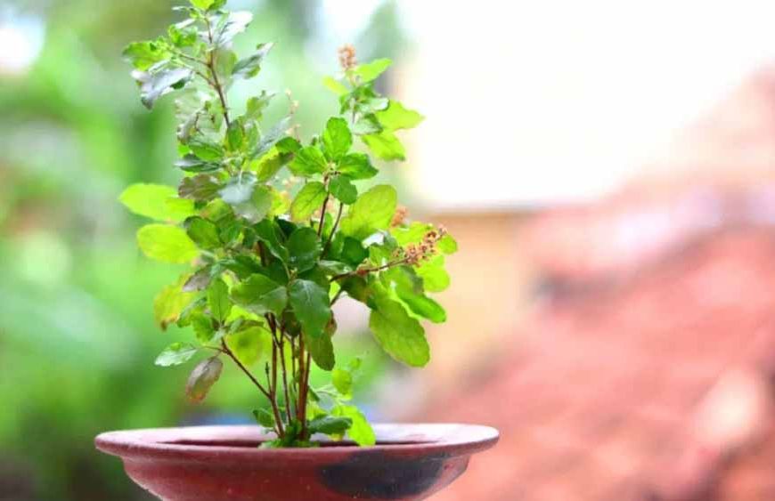 कार्तिक मास में तुलसी पूजन से बनेगी धन की वर्षा, जानें खास उपाय!