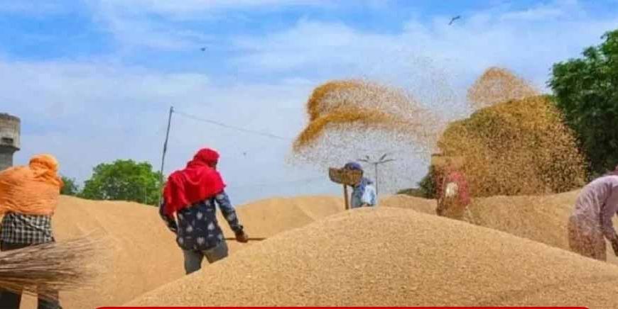 पंजाब की मंडियों में चल रही ‘वजन चोरी’, एजेंट और अधिकारी ऐसे कर रहे किसानों के साथ छल