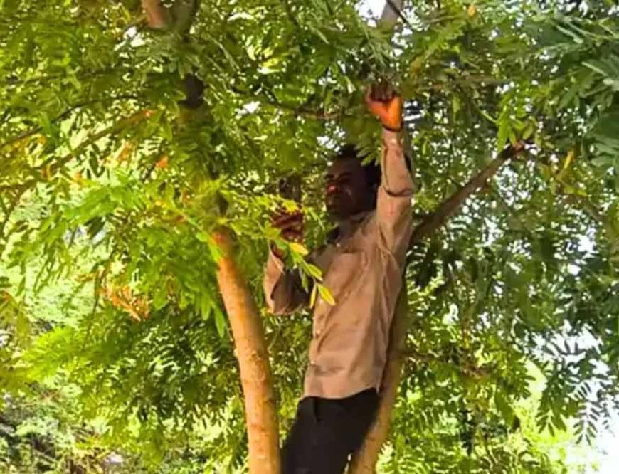 एमपी शिक्षक ने पेड़ पर चढ़कर किया ई-अटेंडेंस, नेटवर्क की समस्या ने बढ़ाई परेशानी