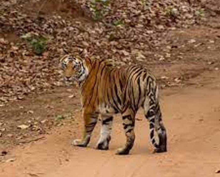 बांधवगढ़ टाइगर रिजर्व में टिकट घोटाला! सरकारी वेबसाइट से हो रही थी सफारी पास की कालाबाजारी