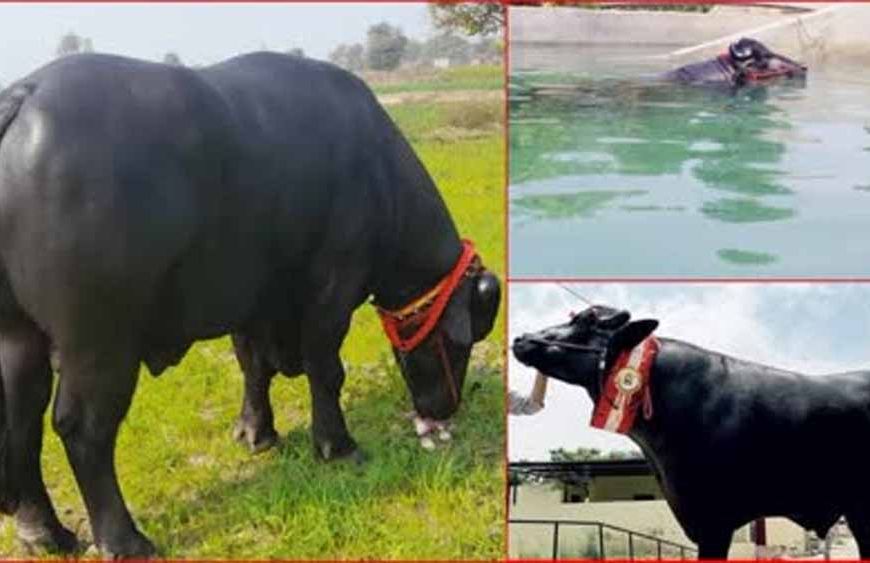 9 फीट लंबे ‘युवराज’ की मौत: पशु जगत ने खोया अपना चैंपियन