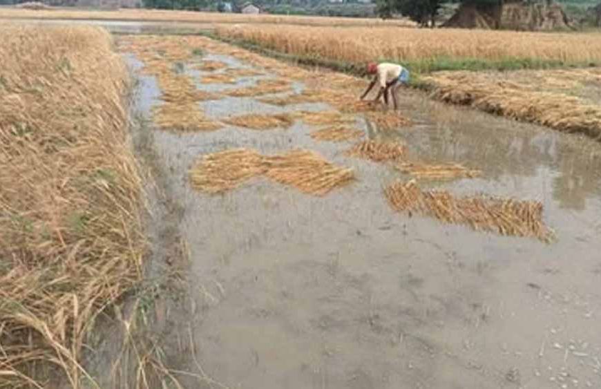 बालोद में फसलों पर माहू का हमला, किसानों की मेहनत पर फिरा पानी