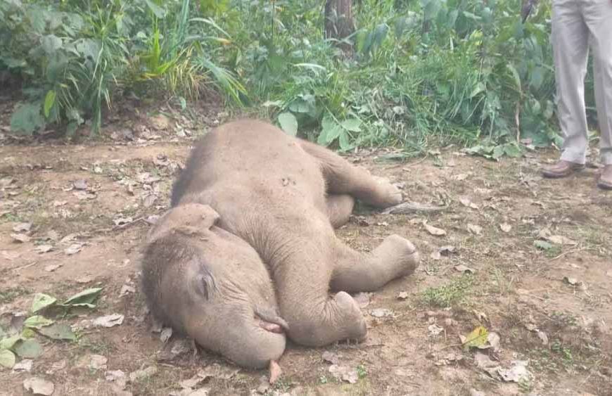 तालाब में डूबने से हाथी शावक की मौत, वन विभाग में मचा हड़कंप