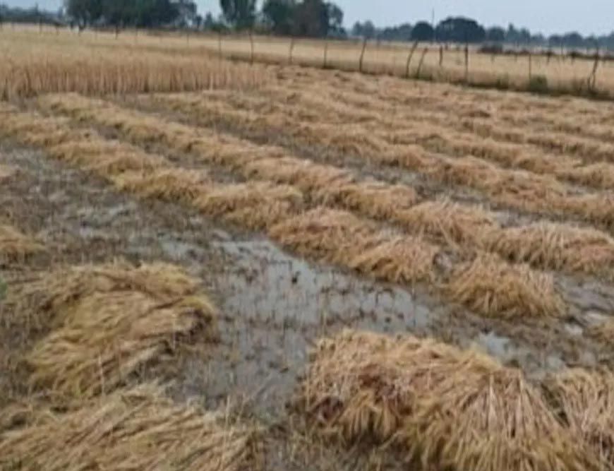 मध्य प्रदेश में बेमौसम बारिश, सोयाबीन, गेहूं और अन्य फसलों को भारी नुकसान