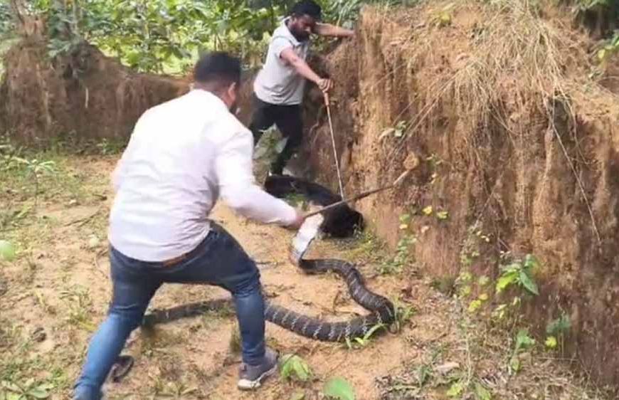 धरती पर दानव! कैमरे में कैद हुआ अब तक का सबसे लंबा सांप, गांव में मचा हड़कंप