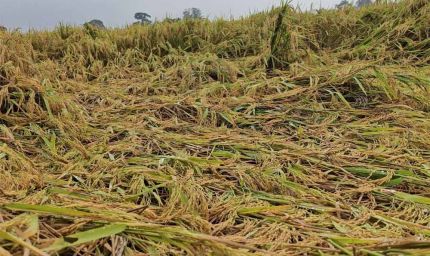 चक्रवात ‘मोंथा’ का कहर: झारखंड में तबाही, तेज हवा और बारिश से बर्बाद हुई फसलें