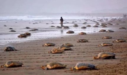कछुओं की सुरक्षा के लिए बड़ा फैसला: ओडिशा में 7 महीने तक मछली पकड़ने पर रोक, 11 हजार परिवारों को ₹15,000 की राहत