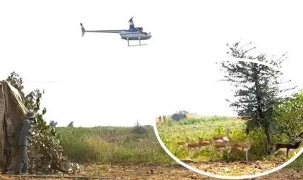 हेलीकॉप्टर और बोमा से कृष्ण मृगों और नीलगायों को पकड़ने का अभियान जारी