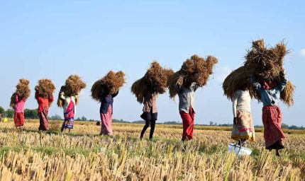 राजस्थान के किसानों को बड़ी राहत: सीएम भजनलाल ने 7.63 लाख किसानों के लिए राहत पैकेज को दी मंजूरी