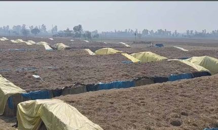 8वीं पास किसान की बड़ी कमाई: मशरूम फार्मिंग से सालाना 7 करोड़ रुपए की आय