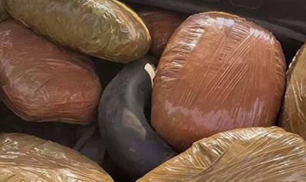 अवैध मादक पदार्थों के विरुद्ध मध्यप्रदेश पुलिस की प्रभावी कार्रवाई