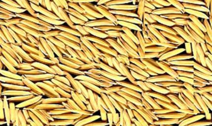 15 नवंबर से धान खरीदी शुरू: टोकन प्रक्रिया जल्द, किसानों में दिखा उत्साह