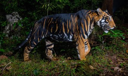 इंदौर जू में नए साल में आएगा ब्लैक टाइगर, मेलानिस्टिक और व्हाइट टाइगर की मेटिंग से उम्मीद
