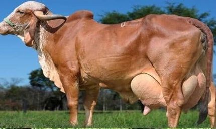 विशेष आर्टिकल- गिर गाय नस्ल: स्वदेशी गौ संवर्धन की रानी – विशेषताएं, लाभ और उत्तर प्रदेश में योगदान