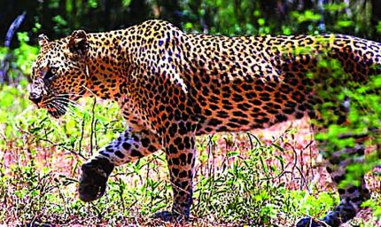 400 के.वी. सबस्टेशन इंदौर में घुसे तेंदुए को बहादुरी से पकड़ा, ट्रांसको टीम की सतर्कता और साहस से टला बड़ा हादसा