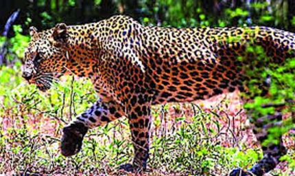 400 के.वी. सबस्टेशन इंदौर में घुसे तेंदुए को बहादुरी से पकड़ा