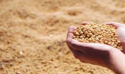 भावांतर योजना में आज बढ़कर 4077 रुपए मॉडल रेट जारी