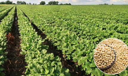 भावांतर योजना को गति देने मंडी बोर्ड लेगा 1,500 करोड़ का कर्ज