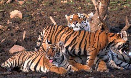 एमपी फिर बन सकता है टाइगर स्टेट: All India Tiger Estimation 2026 की प्रक्रिया शुरू