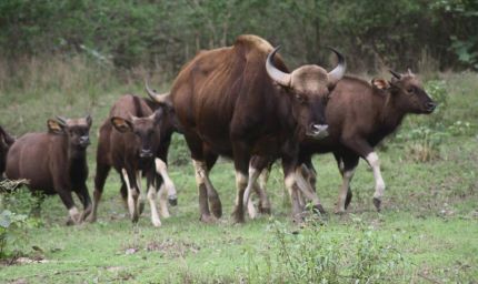 कान्हा नेशनल पार्क में आएंगे असम के वाइल्ड बफेलो, टाइगर रिजर्व में बढ़ेगा वाइल्डलाइफ रोमांच