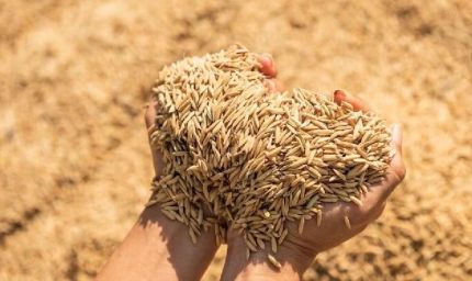 2.43 लाख मीट्रिक टन से अधिक की हो चुकी धान खरीद