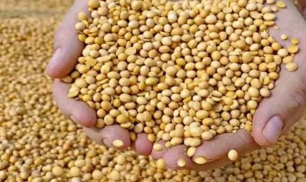 सोयाबीन किसानों को बड़ी राहत: भावांतर योजना में मॉडल रेट बढ़कर 4225 रुपये
