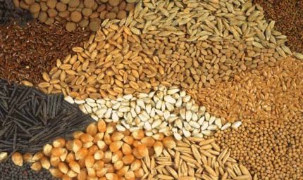 रबी सीजन 2025-26: यूपी के किसानों को मिलेंगे 11 लाख क्विंटल बीज, खाद की कोई कमी नहीं