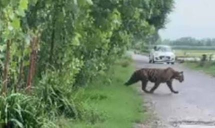 रणथंभौर में टाइगर का अचानक दर्शन, मंदिर मार्ग पर श्रद्धालुओं में रोमांच और सतर्कता