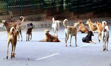 कर्नाटक सरकार का बड़ा फैसला: कुत्ते के काटने से मौत पर परिवार को 5 लाख, चोट-निशान पर 5 हजार रुपये मुआवजा