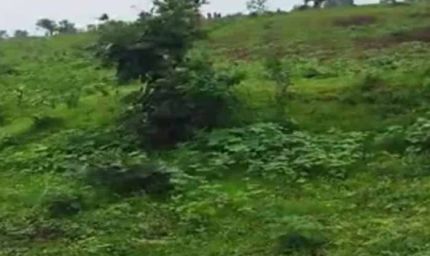 रीवा में वन विभाग पर हमला: वनकर्मी बंधक, जबरन वीडियो डिलीट कराए