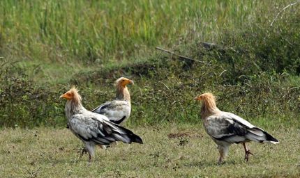कोपरा जलाशय को मिलेगा रामसर स्थल का दर्जा