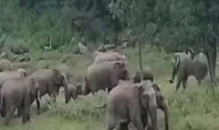 कोरबा–कटघोरा में हाथियों का कहर: फसलें बर्बाद, ग्रामीणों में दहशत