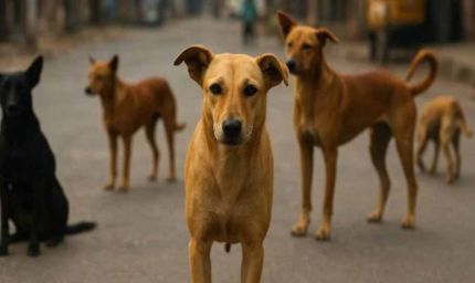 आवारा कुत्ता नियंत्रण आदेश का शिक्षकों ने किया विरोध, बोले—प्राचार्यों पर अतिरिक्त भार