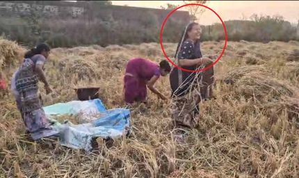 बलरामपुर-रामानुजगंज में धान कटाई: कृषि मंत्री राम विचार नेताम की पत्नी भी उतरीं खेत में, ग्रामीणों में बढ़ा उत्साह