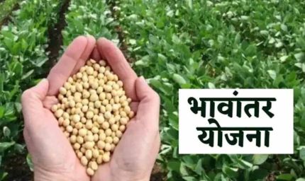 भावांतर योजना में सोयाबीन का मॉडल रेट बढ़कर हुआ 4285 रुपए