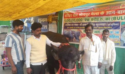 सोनपुर मेले में अनोखा आकर्षण: प्रधान बाबू की कीमत पहुँची एक करोड़!