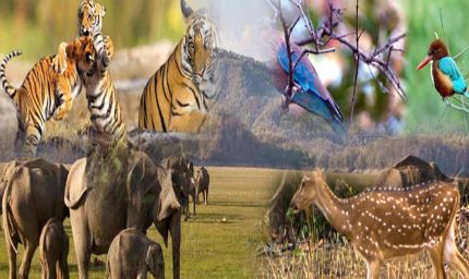 छत्तीसगढ़ में जल्द लागू होगी योजना, लोग अब वन्य प्राणियों को गोद ले सकेंगे