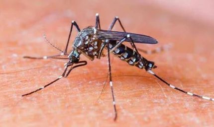 पंजाब में चिकनगुनिया का प्रकोप: एक जिले में हर घर तक पहुंचा खतरा!