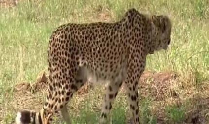 कूनो पार्क से फिर बाहर निकला चीता KP-2, किशनगंज रेंज में दिखी हलचल