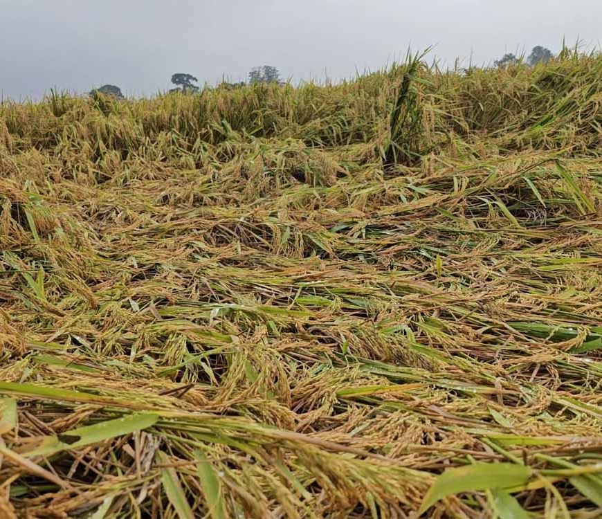 चक्रवात ‘मोंथा’ का कहर: झारखंड में तबाही, तेज हवा और बारिश से बर्बाद हुई फसलें