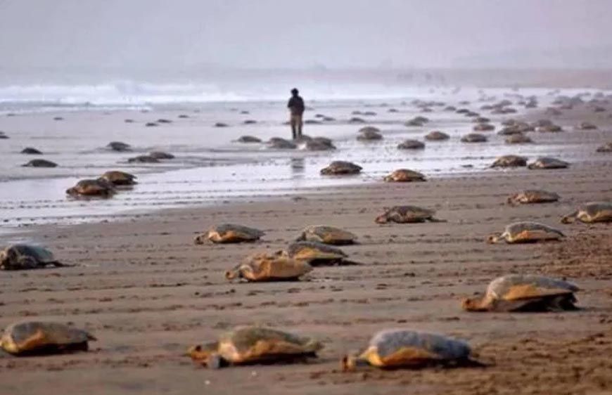 कछुओं की सुरक्षा के लिए बड़ा फैसला: ओडिशा में 7 महीने तक मछली पकड़ने पर रोक, 11 हजार परिवारों को ₹15,000 की राहत