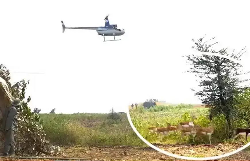 हेलीकॉप्टर और बोमा से कृष्ण मृगों और नीलगायों को पकड़ने का अभियान जारी