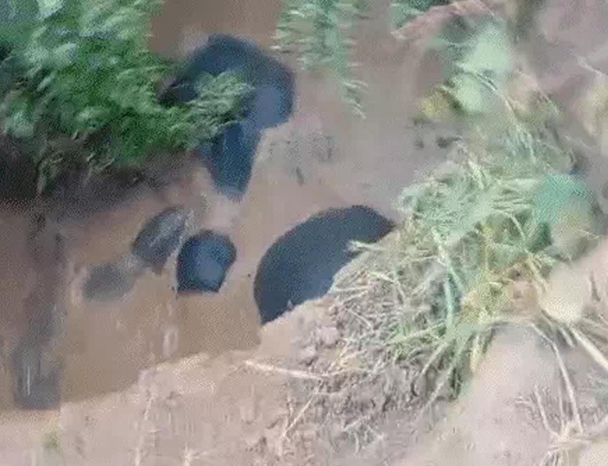 छत्तीसगढ़: कुएं में फंसे 3 हाथी, 8 घंटे बाद जेसीबी से रास्ता बनाकर निकाले गए, एक शावक भी शामिल