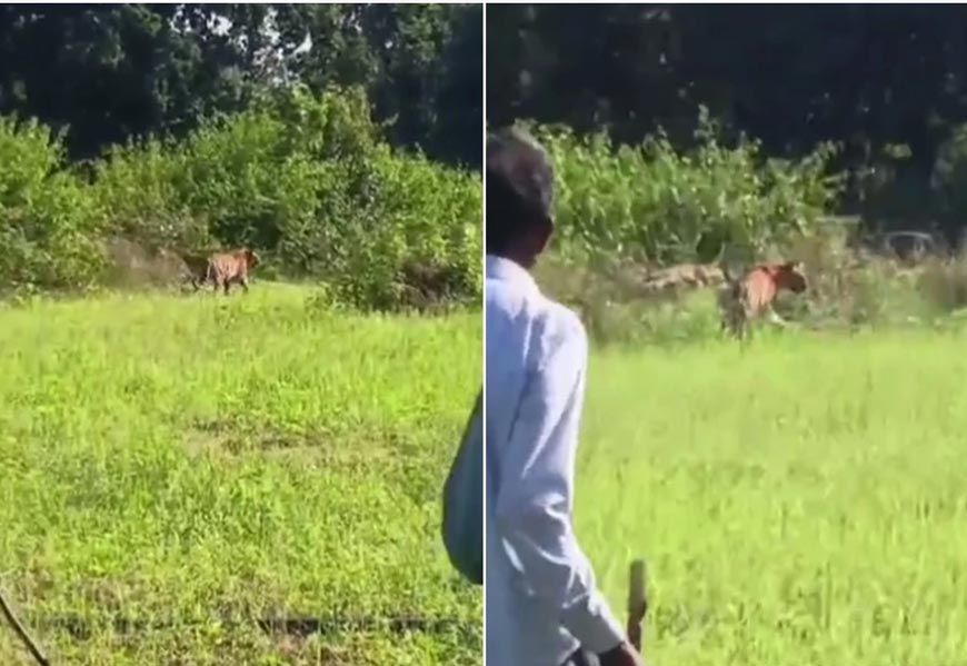 उमरिया के पनपथा गांव में बाघों ने दहशत फैलाई, शिकार के लिए घरों के करीब पहुंचे