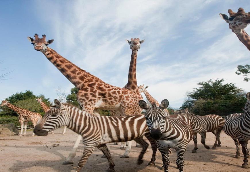 सिंहस्थ-2028 से पहले उज्जैन में बनेगा अंतरराष्ट्रीय स्तर का सफारी और जू, अनंत अंबानी के वनतारा प्रोजेक्ट के साथ टीम ने किया सर्वे