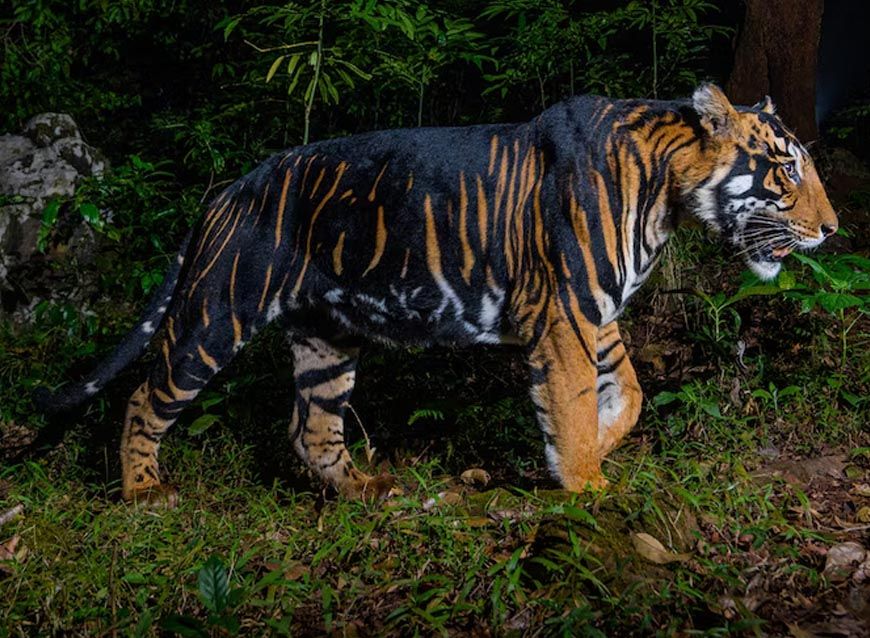 इंदौर जू में नए साल में आएगा ब्लैक टाइगर, मेलानिस्टिक और व्हाइट टाइगर की मेटिंग से उम्मीद